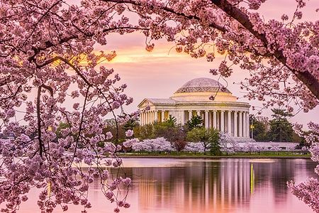 Jefferson Memorial a Washington, DC, circondato da ciliegi in fiore al tramonto.
