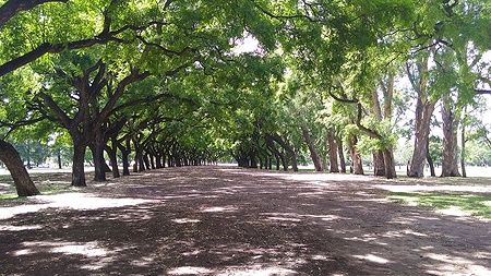 Sentiero tra gli alberi nei Bosques de Palermo a Buenos Aires durante l'estate.