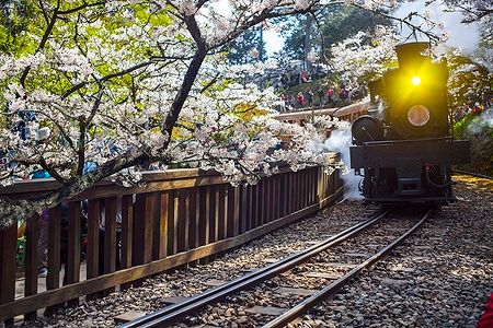 Treno a vapore tra ciliegi in fiore nell'Alishan Forest.