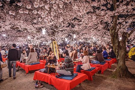 Persone che partecipano a un festival Hanami serale sotto i ciliegi in fiore a Kyoto.