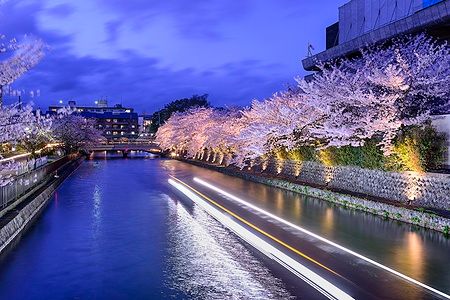 Il canale Okazaki a Kyoto illuminato di notte con ciliegi in fiore.