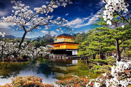 Il Tempio Kinkaku-ji a Kyoto tra fiori di ciliegio in fiore.