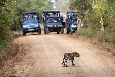 Un leopardo attraversa una strada sterrata davanti a jeep nel Parco Nazionale di Yala.