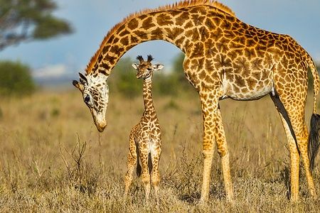 Giraffa Masai madre con cucciolo nel Parco Nazionale di Nairobi.
