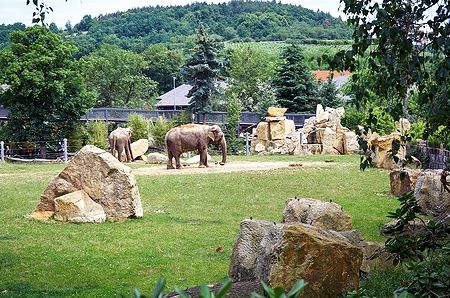 Due elefanti nel loro recinto al Prague Zoo, circondati da rocce e alberi.