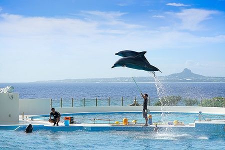 Due delfini saltano in un parco oceanico a Okinawa con vista sul mare.