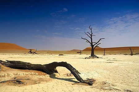Alberi morti davanti a grandi dune nel Deadvlei, deserto del Namib, Namibia.