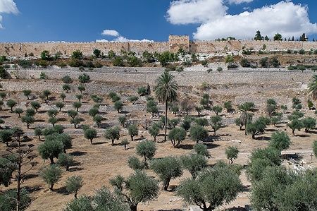 Muro della città vecchia di Gerusalemme con Golden Gate e uliveto.