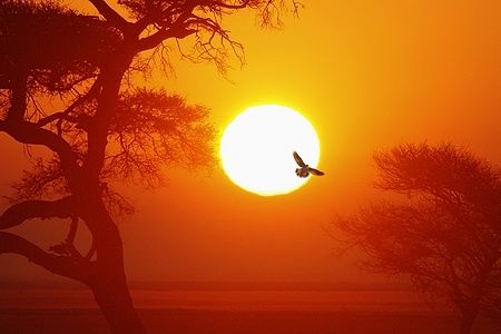 Alba in Etosha National Park, Namibia, con un uccello nel cielo.