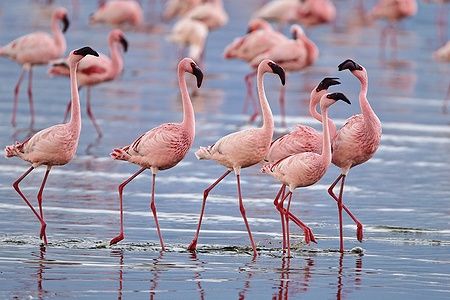 Fenicotteri minori nel lago Nakuru, Kenya, camminano nelle acque alcaline.