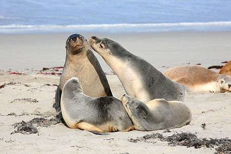 Foche rilassate sulla spiaggia di Seal Bay, Kangaroo Island.