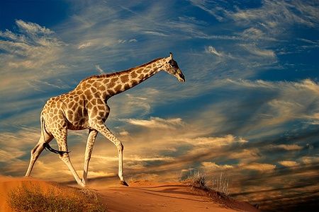 Giraffa che cammina su una duna di sabbia sotto un cielo nuvoloso.