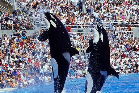 Due orche saltano durante uno spettacolo a Sea World, San Diego.