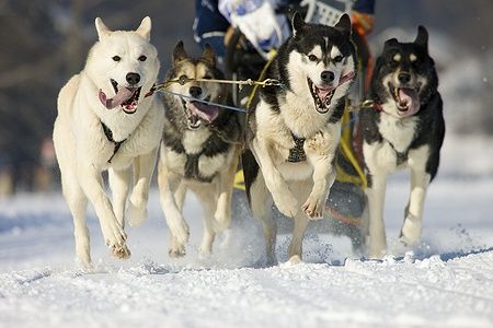 Quattro Alaskan Malamute corrono durante una gara di sleddog sulla neve.