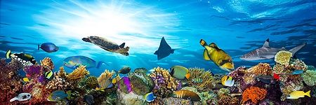 Barriera corallina colorata con pesci tropicali e una tartaruga marina.