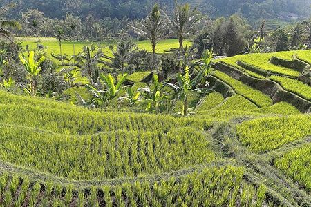Campi di riso terrazzati verdi a Ubud, Bali, con palme sullo sfondo.