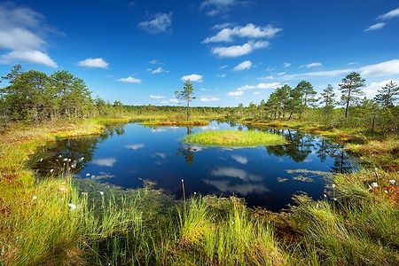 Una laguna nelle torbiere di Viru al parco nazionale di Lahemaa in estate.