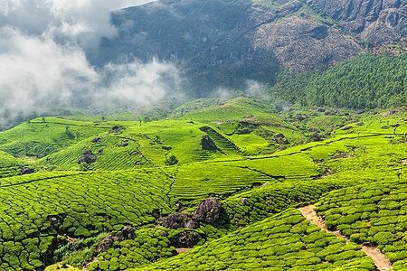 Piantagioni di tè verde a Munnar, Kerala, sotto la luce del mattino.