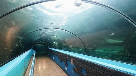 Corridoio vuoto al Sea Life Sydney Aquarium con vista subacquea.