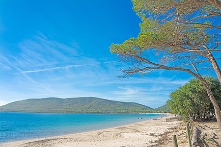 Pini sulla spiaggia di Mugoni con mare azzurro e colline verdi.