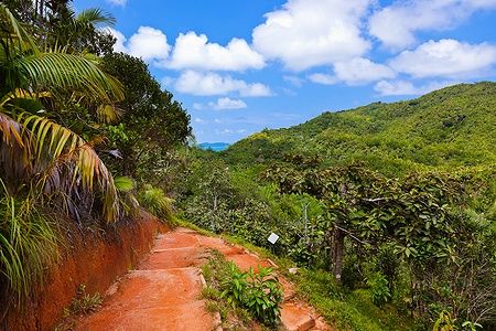 Sentiero nella giungla di Vallee de Mai, Seychelles, con vegetazione lussureggiante.