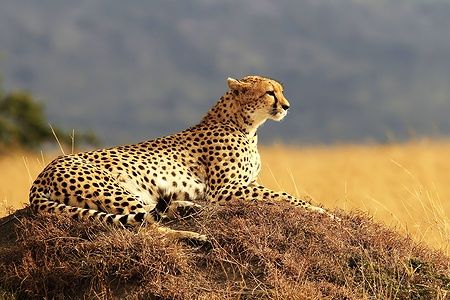 Ghepardo sdraiato nella savana della Riserva Nazionale del Masai Mara, Kenya.