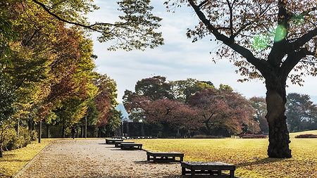 Viale alberato nel giardino di Kenrokuen a Kanazawa in autunno.