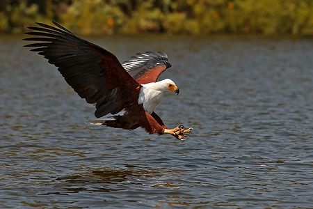 Aquila pescatrice africana in volo sul Lago Naivasha, Kenya.