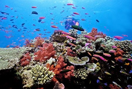 Subacquea tra coralli e pesci colorati nell'Astrolabe Reef nelle Fiji.