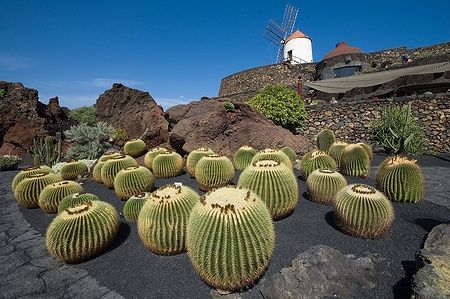 Cactus tondi su terreno vulcanico con mulino in sfondo al Cactus Garden di Lanzarote.