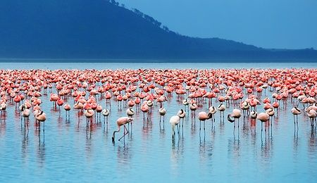 Fenicotteri rosa al Lago Nakuru in Kenya con sfondo di montagne.