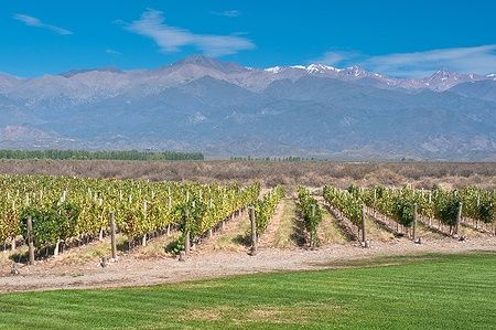 Vigneti biologici a Mendoza con montagne sullo sfondo.