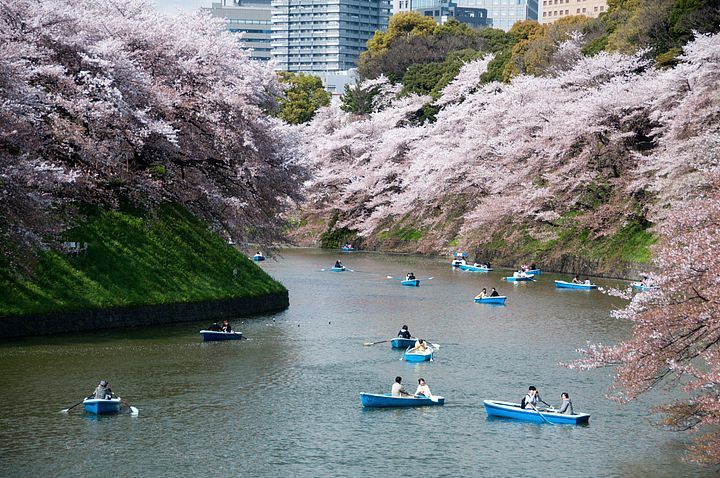 Barche nel fiume con i fiori di ciliegio