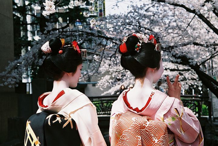Due geisha ammirano i fiori di ciliegio a Kyoto
