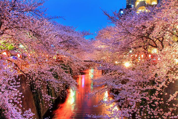 Hanami a Naka Meguro