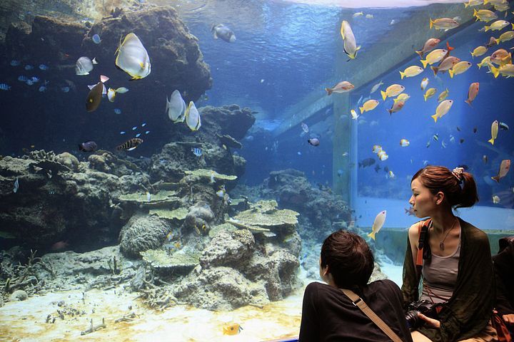 Acquario di Okinawa