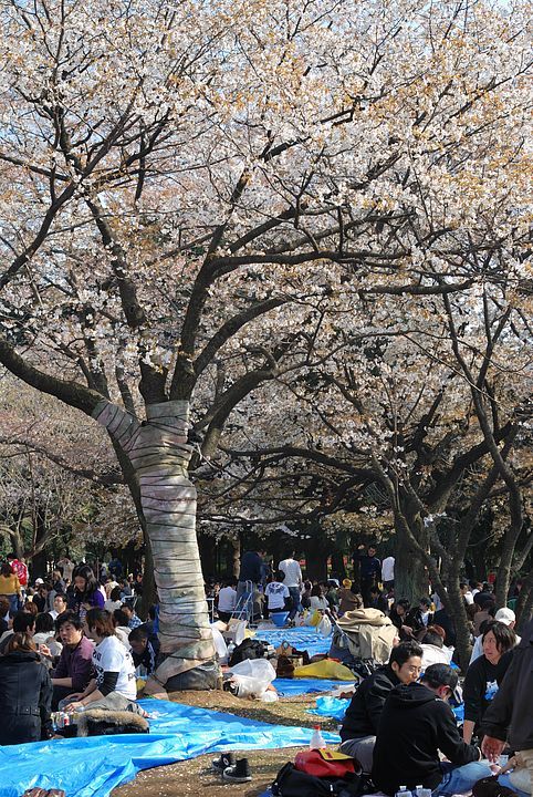 persone nel parco di Yoyogi fanno un picnic