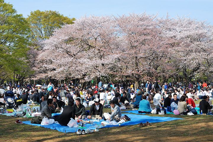 persone nel parco di Yoyogi fanno un picnic