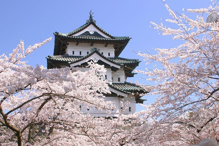 castello di Hirosaki con fiori di ciliegio