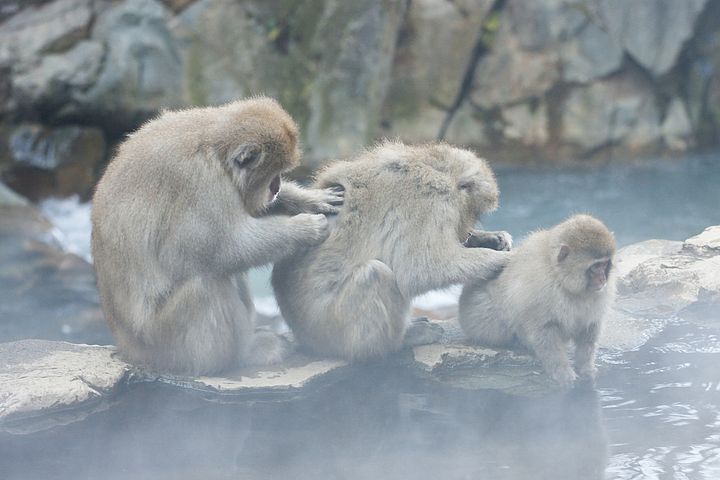 Scimmie al parco Jigokudani