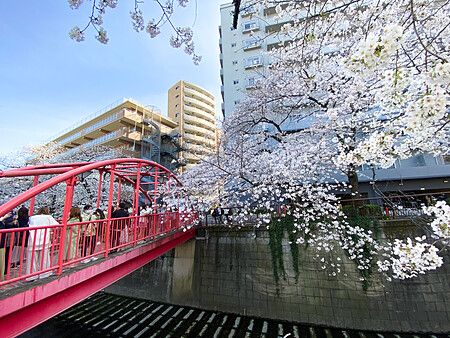 Un ponte pedonale rosso attraversa il canale a Naka Meguro, circondato da alberi di ciliegio in fiore e edifici moderni.