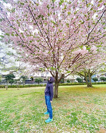 Persona guarda un ciliegio in fiore in un parco di Tokyo.