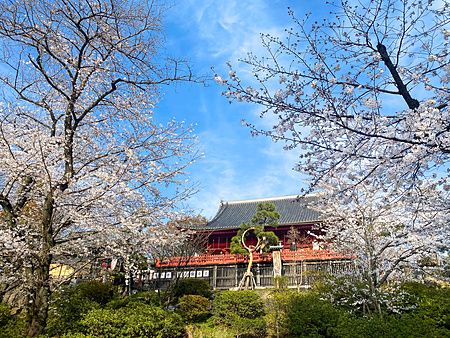 Ciliegi in fiore e tempio giapponese al Parco di Ueno.
