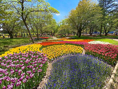 Tulipani colorati in fiore al Parco Showa Kinen, Tachikawa, primavera.