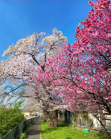 Ciliegi in fiore lungo un viale a Tokyo sotto un cielo blu.