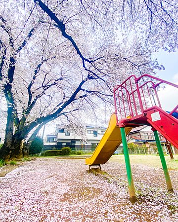 Scivolo in un parco giochi di Tokyo sotto un ciliegio in fiore.