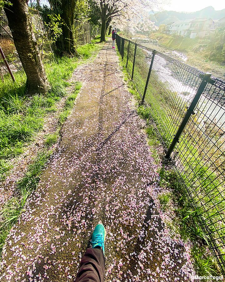 Sentiero a Tokyo coperto di petali di ciliegio con persona che cammina.
