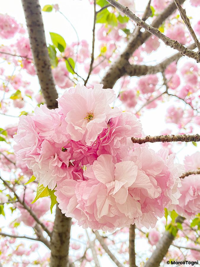 Ramo di ciliegio con fiori rosa a Tokyo.