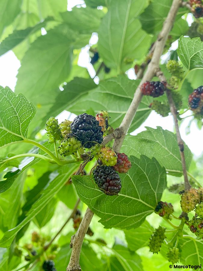 Ramo di gelso con more mature e acerbe tra foglie verdi.