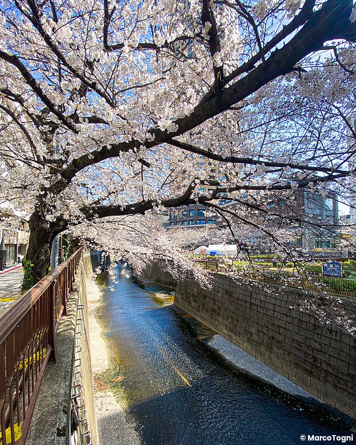 Ciliegi in fiore lungo un canale a Naka Meguro.